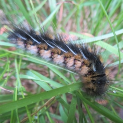 Anthela ocellata (Eyespot Anthelid moth) at Flynn, ACT - 29 Dec 2020 by Christine