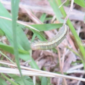 Noctuidae unclassified IMMATURE moth at Flynn, ACT - 29 Dec 2020