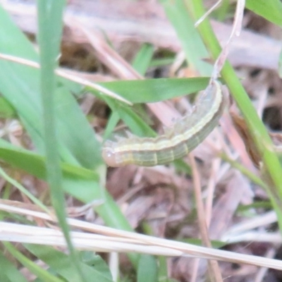 Noctuidae unclassified IMMATURE moth (Immature Noctuidae Moth) at Flynn, ACT - 29 Dec 2020 by Christine