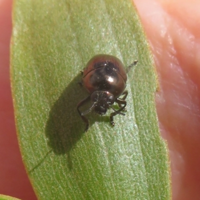 Ditropidus sp. (genus) (Leaf beetle) at National Arboretum Woodland - 28 Dec 2020 by Christine