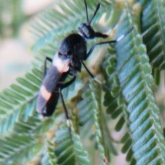 Agapophytus albobasalis (Stiletto fly) at National Arboretum Woodland - 28 Dec 2020 by Christine