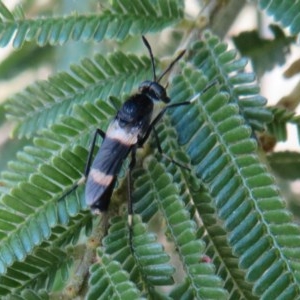 Agapophytus albobasalis at Molonglo Valley, ACT - 28 Dec 2020