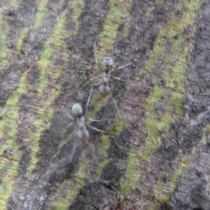 Iridomyrmex rufoniger at Molonglo Valley, ACT - 28 Dec 2020