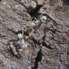 Iridomyrmex rufoniger at Molonglo Valley, ACT - 28 Dec 2020