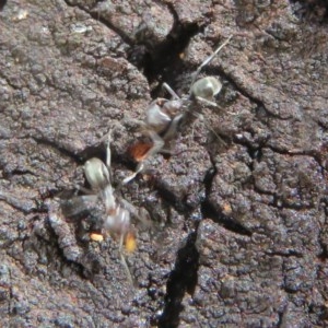 Iridomyrmex rufoniger at Molonglo Valley, ACT - 28 Dec 2020