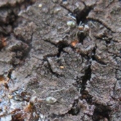 Iridomyrmex rufoniger at Molonglo Valley, ACT - 28 Dec 2020