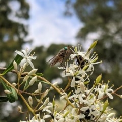 Scaptia sp. (genus) (March fly) at Hughes, ACT - 28 Dec 2020 by JackyF