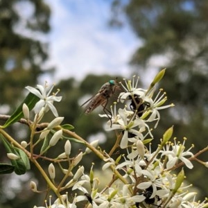 Scaptia sp. (genus) at Hughes, ACT - 28 Dec 2020