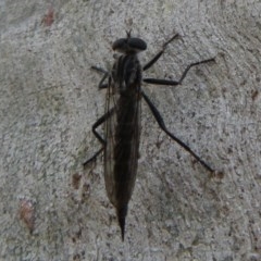 Cerdistus sp. (genus) (Slender Robber Fly) at Black Mountain - 28 Dec 2020 by Christine