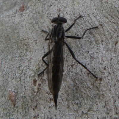 Cerdistus sp. (genus) (Slender Robber Fly) at Bruce, ACT - 28 Dec 2020 by Christine