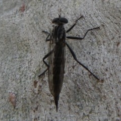 Cerdistus sp. (genus) (Yellow Slender Robber Fly) at Bruce, ACT - 28 Dec 2020 by Christine