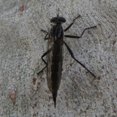 Cerdistus sp. (genus) (Yellow Slender Robber Fly) at Black Mountain - 28 Dec 2020 by Christine
