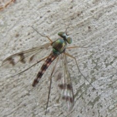 Heteropsilopus ingenuus (A long-legged fly) at Bruce, ACT - 28 Dec 2020 by Christine