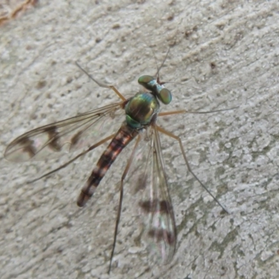Heteropsilopus ingenuus (A long-legged fly) at Black Mountain - 28 Dec 2020 by Christine