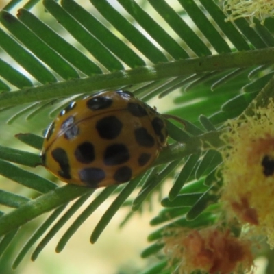 Harmonia conformis (Common Spotted Ladybird) at Black Mountain - 28 Dec 2020 by Christine