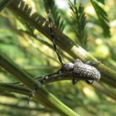 Ancita marginicollis (A longhorn beetle) at Black Mountain - 28 Dec 2020 by Christine