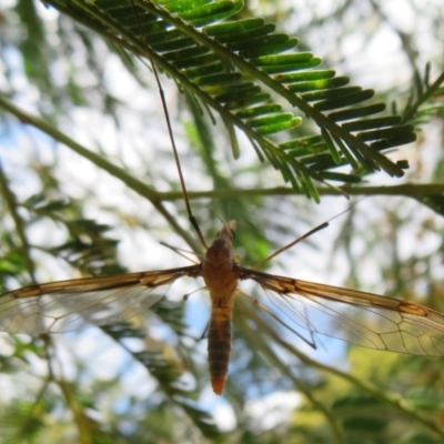Leptotarsus (Leptotarsus) sp.(genus) (A Crane Fly) at Bruce, ACT - 28 Dec 2020 by Christine