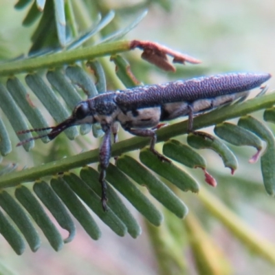 Rhinotia sp. (genus) (Unidentified Rhinotia weevil) at Black Mountain - 28 Dec 2020 by Christine