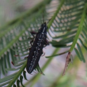 Rhinotia sp. (genus) at Bruce, ACT - 28 Dec 2020