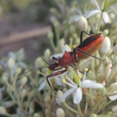 Gminatus australis (Orange assassin bug) at Pollinator-friendly garden Conder - 26 Dec 2020 by michaelb