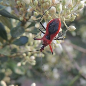 Gminatus australis at Conder, ACT - 26 Dec 2020