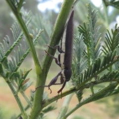 Rhinotia phoenicoptera (Belid weevil) at Black Mountain - 28 Dec 2020 by Christine