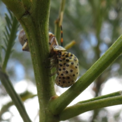 Dicranosterna immaculata (Acacia leaf beetle) at Black Mountain - 28 Dec 2020 by Christine