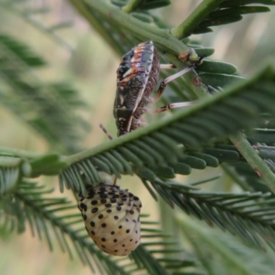 Pentatomidae (family) (Shield or Stink bug) at Black Mountain - 28 Dec 2020 by Christine