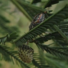 Pentatomidae (family) at Bruce, ACT - 28 Dec 2020