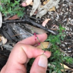 Gonocarpus tetragynus (Common Raspwort) at Paddys River, ACT - 29 Dec 2020 by WindyHen