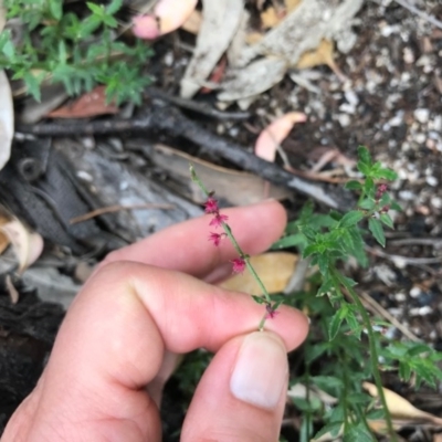 Gonocarpus tetragynus (Common Raspwort) at Tidbinbilla Nature Reserve - 29 Dec 2020 by WindyHen