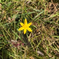 Hypoxis hygrometrica (Golden Weather-grass) at Paddys River, ACT - 29 Dec 2020 by WindyHen