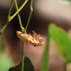 Cicadettini sp. (tribe) (Cicada) at Cook, ACT - 20 Dec 2020 by Tammy