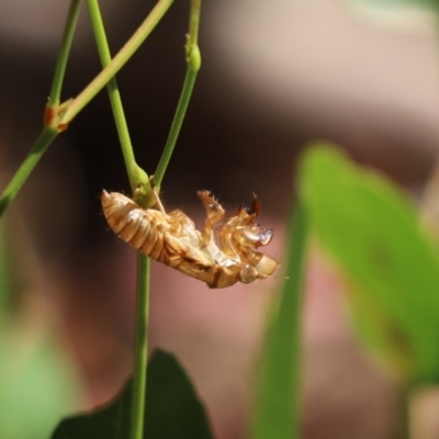 Cicadettini sp. (tribe) (Cicada) at Cook, ACT - 20 Dec 2020 by Tammy