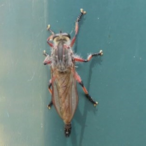 Neoaratus hercules at Bruce, ACT - 28 Dec 2020