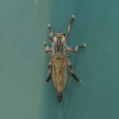 Neoaratus hercules at Bruce, ACT - 28 Dec 2020