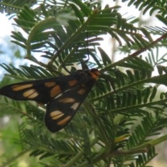 Amata (genus) (Handmaiden Moth) at Bruce, ACT - 28 Dec 2020 by Christine