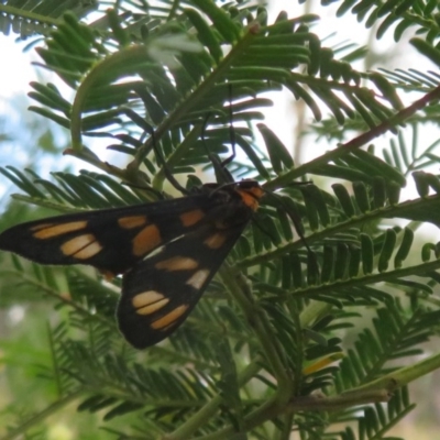 Amata (genus) (Handmaiden Moth) at Bruce, ACT - 28 Dec 2020 by Christine