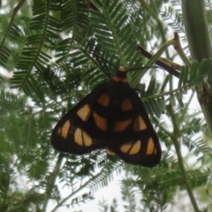 Amata (genus) at Bruce, ACT - 28 Dec 2020