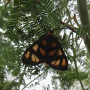 Amata (genus) at Bruce, ACT - 28 Dec 2020