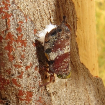 Platybrachys decemmacula (Green-faced gum hopper) at Bruce, ACT - 28 Dec 2020 by Christine