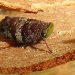 Platybrachys decemmacula at Bruce, ACT - 28 Dec 2020