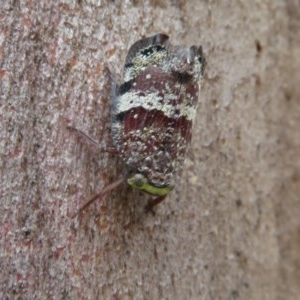 Platybrachys decemmacula at Bruce, ACT - 28 Dec 2020