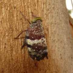 Platybrachys decemmacula at Bruce, ACT - 28 Dec 2020