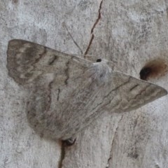 Crypsiphona ocultaria (Red-lined Looper Moth) at Downer, ACT - 28 Dec 2020 by Christine