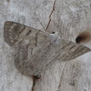 Crypsiphona ocultaria at Downer, ACT - 28 Dec 2020 02:16 PM