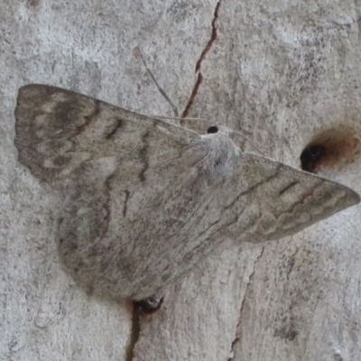 Crypsiphona ocultaria (Red-lined Looper Moth) at Black Mountain - 28 Dec 2020 by Christine