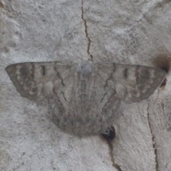 Crypsiphona ocultaria at Downer, ACT - 28 Dec 2020