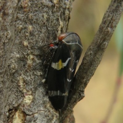 Eurymeloides punctata (Gumtree hopper) at Black Mountain - 28 Dec 2020 by Christine