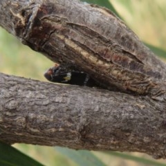 Eurymeloides punctata at Downer, ACT - 28 Dec 2020